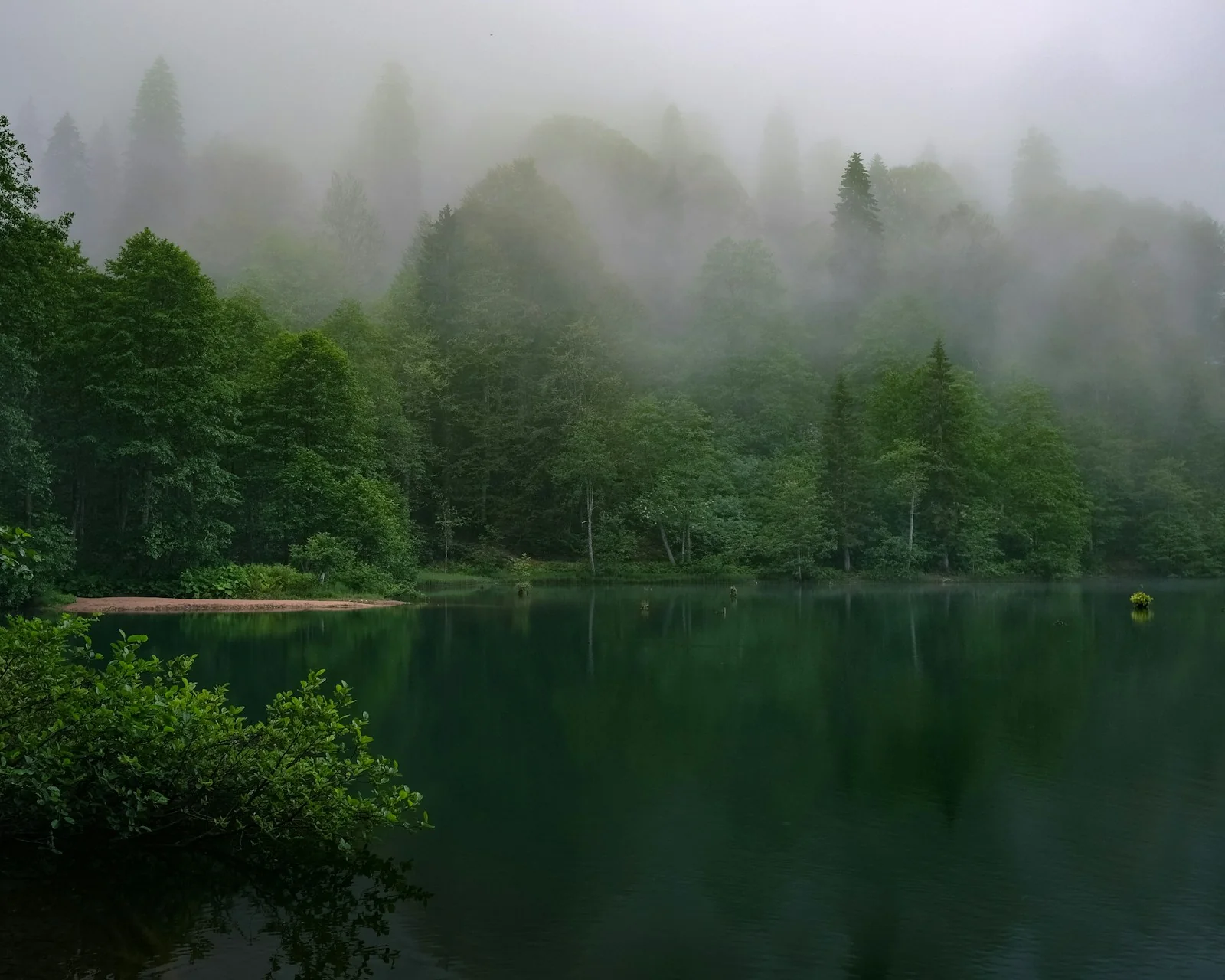 A still lake beneath a misty green forest.